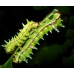 Gynansia maia Africa 15 eggs or 10 larvae according to availability.
